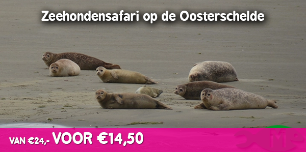 Zeehondensafari op de Oosterschelde