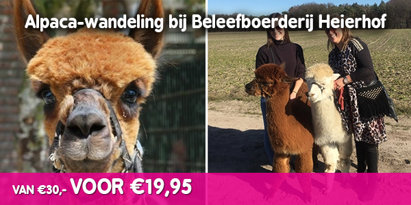 Alpaca-wandeling bij Beleefboerderij Heierhof