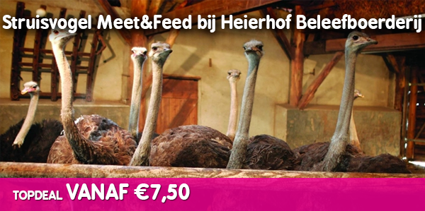 Struisvogel Meet&Feed bij Heierhof